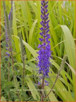 Veronica spicata &#039;Romiley Purple&#039; | Aarereprijs, Ereprijs | &Auml;hren-Ehrenpreis