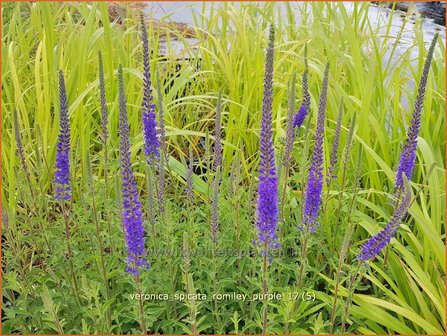 Veronica spicata &#039;Romiley Purple&#039; | Aarereprijs, Ereprijs | &Auml;hren-Ehrenpreis