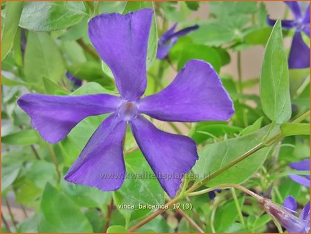 Vinca balcanica | Maagdenpalm | Balkan-Immergr&uuml;n