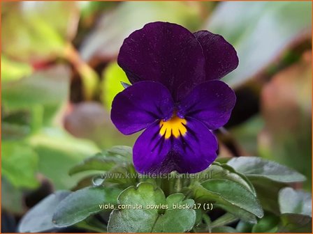 Viola cornuta &#039;Bowles Black&#039; | Hoornviooltje, Viooltje | Hornveilchen