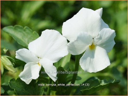 Viola cornuta &#039;White Perfection&#039; | Hoornviooltje, Viooltje | Hornveilchen