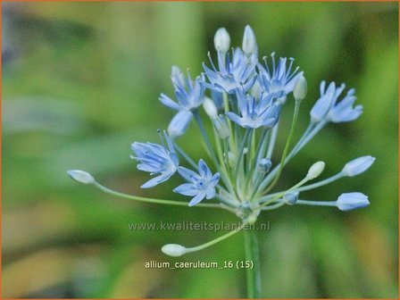 Allium caeruleum | Blauwe look, Look | Sibirischer Lauch