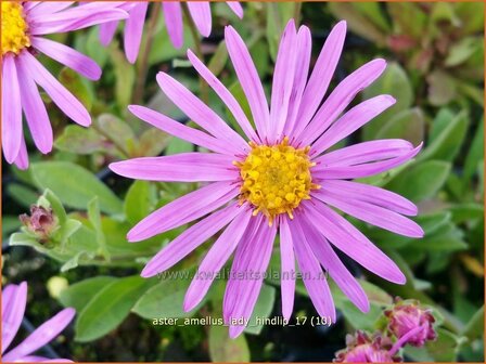 Aster amellus &#039;Lady Hindlip&#039; | Bergaster, Aster | Bergaster