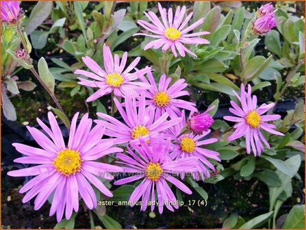 Aster amellus &#039;Lady Hindlip&#039; | Bergaster, Aster | Bergaster