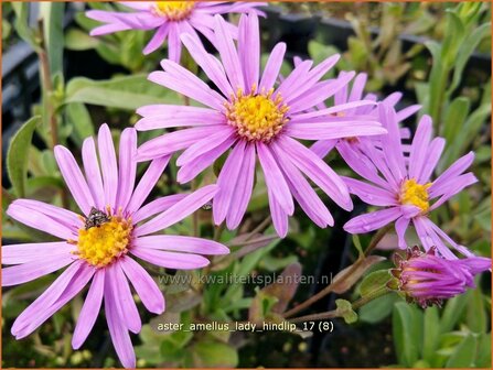 Aster amellus &#039;Lady Hindlip&#039; | Bergaster, Aster | Bergaster