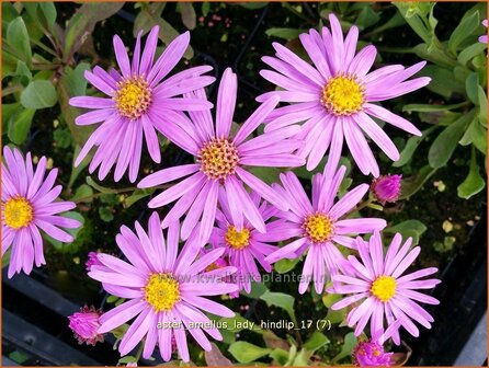 Aster amellus &#039;Lady Hindlip&#039; | Bergaster, Aster | Bergaster