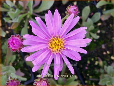 Aster amellus &#039;Lady Hindlip&#039; | Bergaster, Aster | Bergaster