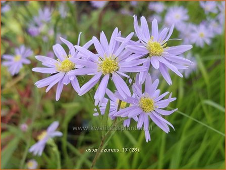 Aster azureus | Hemelaster, Aster | Himmelblaue Aster