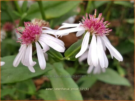 Aster lateriflorus &#039;Chloe&#039; | Gladde aster, Aster | Glatte Aster