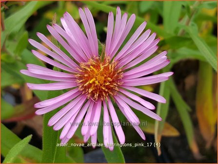 Aster novae-angliae &#039;Harrington&#039;s Pink&#039; | Nieuw-Engelse aster, Herfstaster, Aster | Raublatt-Aster