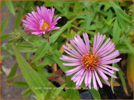 Aster novae-angliae &#039;Harrington&#039;s Pink&#039; | Nieuw-Engelse aster, Herfstaster, Aster | Raublatt-Aster