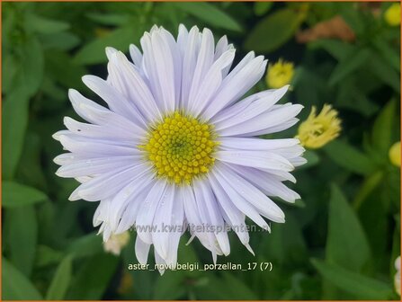 Aster novi-belgii &#039;Porzellan&#039; | Nieuw-Nederlandse aster, Herfstaster, Aster | Glattblatt-Aster