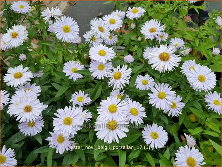 Aster novi-belgii &#039;Porzellan&#039; | Nieuw-Nederlandse aster, Herfstaster, Aster | Glattblatt-Aster