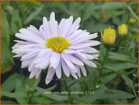 Aster novi-belgii &#039;Porzellan&#039; | Nieuw-Nederlandse aster, Herfstaster, Aster | Glattblatt-Aster