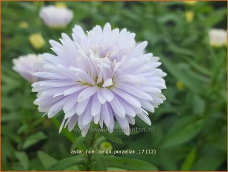 Aster novi-belgii &#039;Porzellan&#039; | Nieuw-Nederlandse aster, Herfstaster, Aster | Glattblatt-Aster