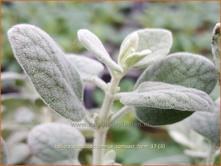 Ballota pseudodictamnus &#039;Compact Form&#039; | Valse vuurwerkplant | Kretische Schwarznessel