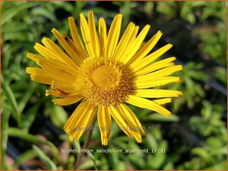 Buphthalmum salicifolium &#039;Alpengold&#039; | Koeienoog | Weidenbl&auml;ttriges Rindsauge