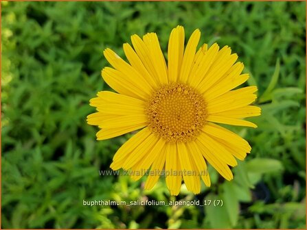 Buphthalmum salicifolium &#039;Alpengold&#039; | Koeienoog | Weidenbl&auml;ttriges Rindsauge