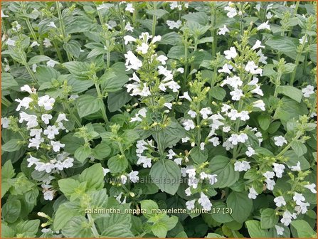 Calamintha nepeta &#039;Marvelette White&#039; | Bergsteentijm, Steentijm | Kleinbl&uuml;tige Bergminze