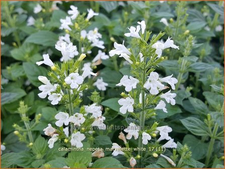 Calamintha nepeta &#039;Marvelette White&#039; | Bergsteentijm, Steentijm | Kleinbl&uuml;tige Bergminze