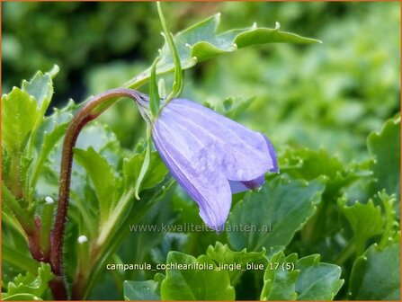 Campanula cochleariifolia &amp;#39;Jingle Blue&amp;#39;