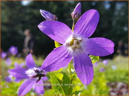 Campanula lactiflora &#039;Border Blues&#039; | Klokjesbloem | Dolden-Glockenblume