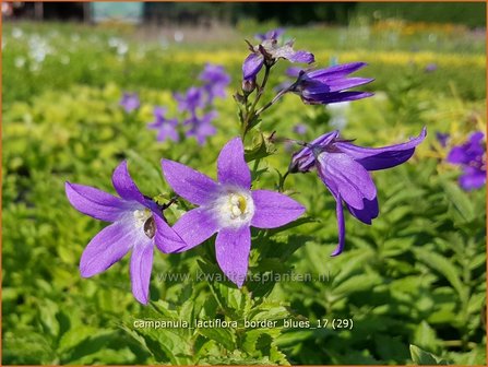 Campanula lactiflora &#039;Border Blues&#039; | Klokjesbloem | Dolden-Glockenblume