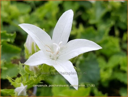 Campanula poscharskyana &#039;Wei&szlig;ranke&#039; | Kruipklokje, Klokjesbloem | H&auml;ngepolster-Glockenblume