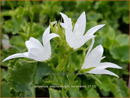 Campanula poscharskyana &#039;Wei&szlig;ranke&#039; | Kruipklokje, Klokjesbloem | H&auml;ngepolster-Glockenblume