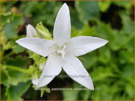 Campanula poscharskyana &#039;Wei&szlig;ranke&#039; | Kruipklokje, Klokjesbloem | H&auml;ngepolster-Glockenblume