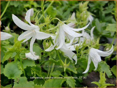 Campanula poscharskyana &#039;Wei&szlig;ranke&#039; | Kruipklokje, Klokjesbloem | H&auml;ngepolster-Glockenblume