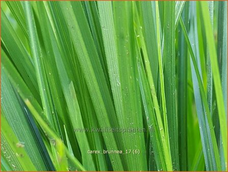 Carex brunnea | Zegge | Br&auml;unliche Segge