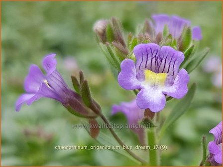 Chaenorhinum origanifolium &#039;Blue Dream&#039; | Marjoleinbekje, Dwergleeuwenbek, Kierleeuwenbek | Dostbl&auml;ttriger Orant