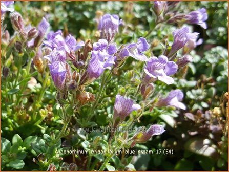 Chaenorhinum origanifolium &#039;Blue Dream&#039; | Marjoleinbekje, Dwergleeuwenbek, Kierleeuwenbek | Dostbl&auml;ttriger Orant