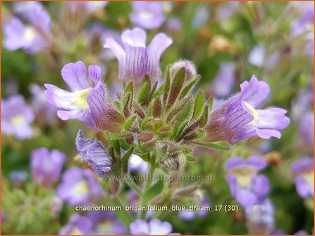 Chaenorhinum origanifolium &#039;Blue Dream&#039; | Marjoleinbekje, Dwergleeuwenbek, Kierleeuwenbek | Dostbl&auml;ttriger Orant