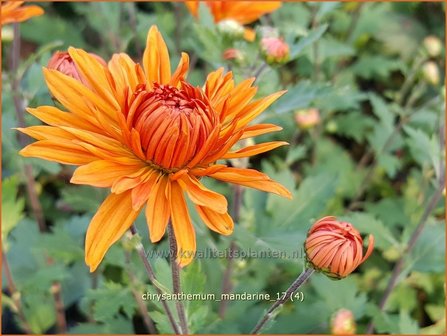 Chrysanthemum &#039;Mandarine&#039; | Tuinchrysant, Chrysant | Chrysantheme