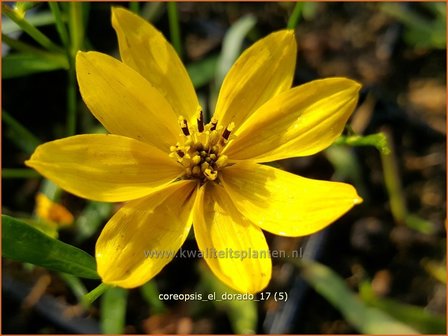 Coreopsis &#039;El Dorado&#039; | Meisjesogen | M&auml;dchenauge