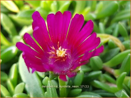 Delosperma &#039;Sundella Neon&#039; | IJsbloempje, IJsplant | Mittagsblume