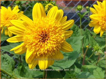 Helianthus decapetalus &#039;Loddon Gold&#039; | Vaste zonnebloem | Stauden-Sonnenblume