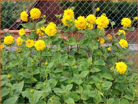 Helianthus decapetalus &#039;Loddon Gold&#039; | Vaste zonnebloem | Stauden-Sonnenblume