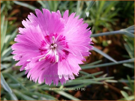 Dianthus allwoodii | Anjer | Allwoods-Federnelke