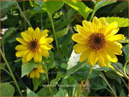 Helianthus &#039;Flying Saucers&#039; | Vaste zonnebloem | Stauden-Sonnenblume