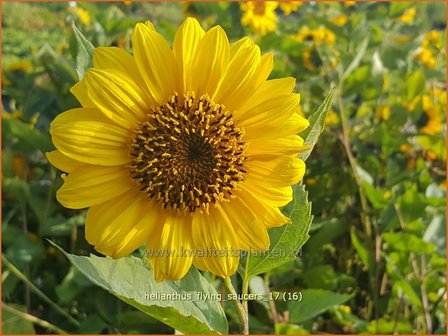 Helianthus &#039;Flying Saucers&#039; | Vaste zonnebloem | Stauden-Sonnenblume