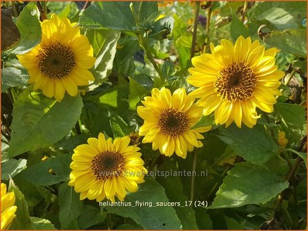 Helianthus &#039;Flying Saucers&#039; | Vaste zonnebloem | Stauden-Sonnenblume