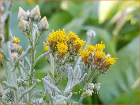 Helichrysum italicum &#039;Dwarf Curry&#039; | Kerrieplant, Strobloem | Italienische Strohblume