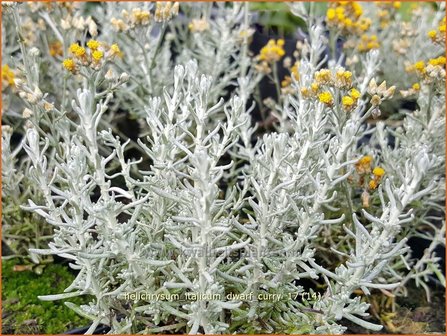 Helichrysum italicum &#039;Dwarf Curry&#039; | Kerrieplant, Strobloem | Italienische Strohblume