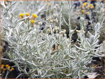 Helichrysum italicum &#039;Dwarf Curry&#039; | Kerrieplant, Strobloem | Italienische Strohblume