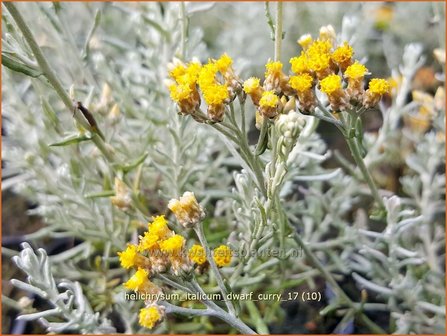 Helichrysum italicum &#039;Dwarf Curry&#039; | Kerrieplant, Strobloem | Italienische Strohblume