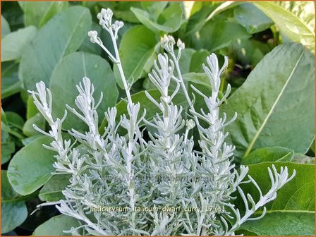 Helichrysum italicum &#039;Dwarf Curry&#039; | Kerrieplant, Strobloem | Italienische Strohblume