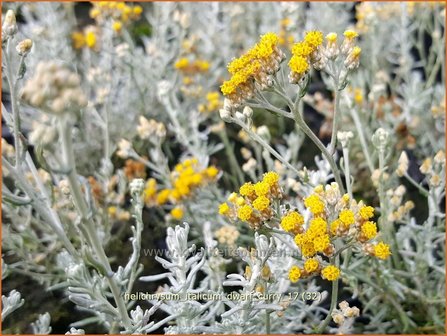 Helichrysum italicum &#039;Dwarf Curry&#039; | Kerrieplant, Strobloem | Italienische Strohblume